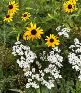 Yarrow & Rudbeckia